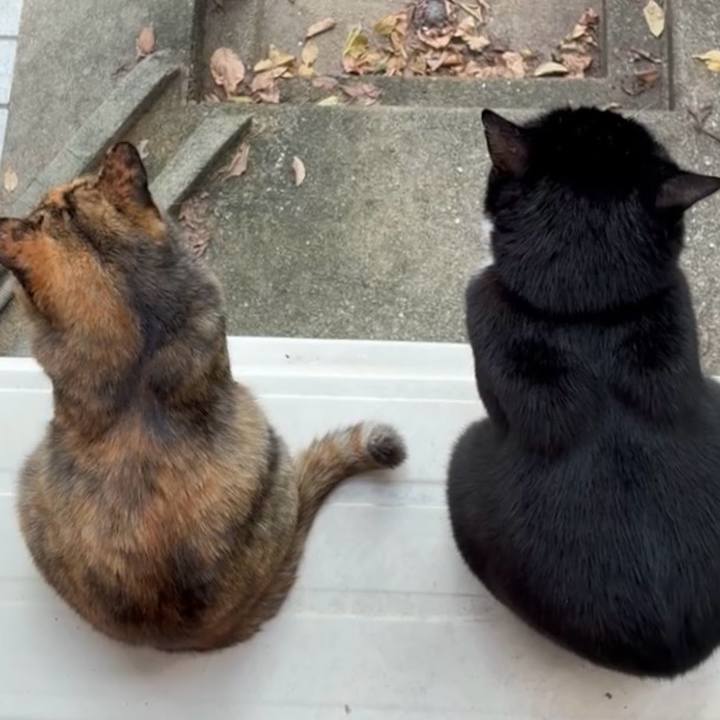 2d8e3c8e 42dd 436a b44e 9d2921c71a0d 1761531786940