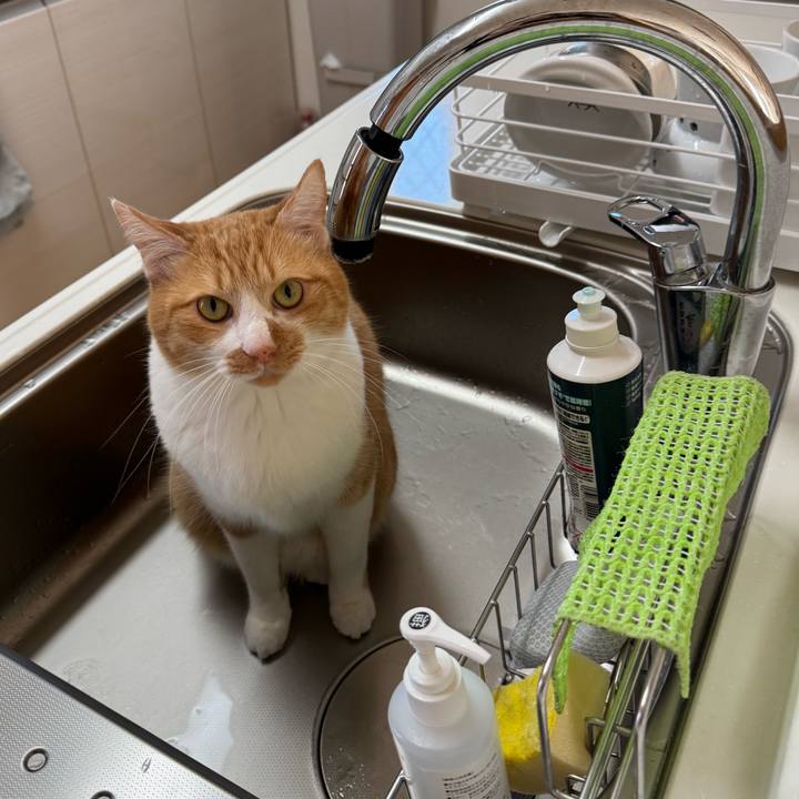 2d92b4af 7731 4aa7 aef8 632af238f93d 1764980712429