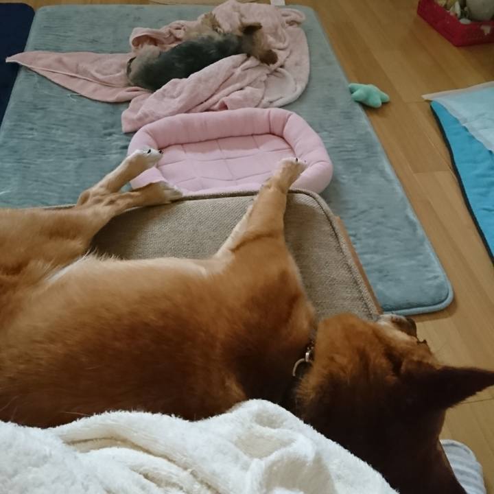 2d94c416 86c9 493b a4a9 86b6aead4418 1534141884011