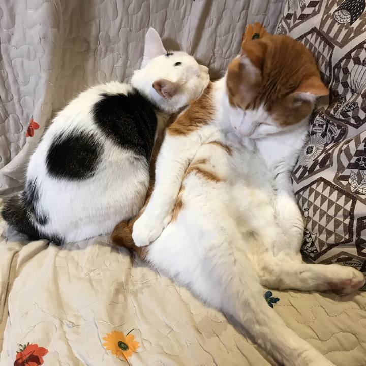 2d99edcb 9894 45de 8d17 8bb77cbbca24 1598779161081