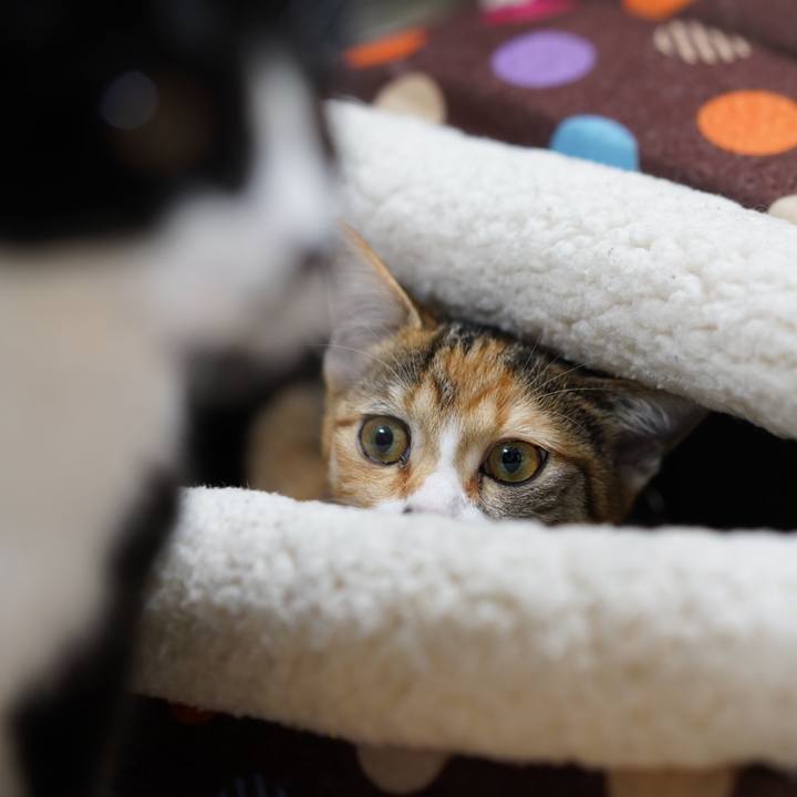 2d9ba295 52fc 43ef 8651 539c6093af38 1575515538357