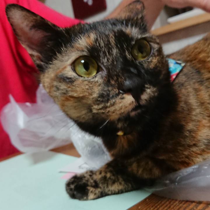 2d9cba68 774d 4388 b5b5 59694d67afef 1536490516407