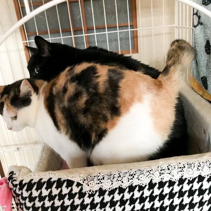 2d9d9895 90f0 4fc3 819c 8fbdbb0e4d94 1517706443721