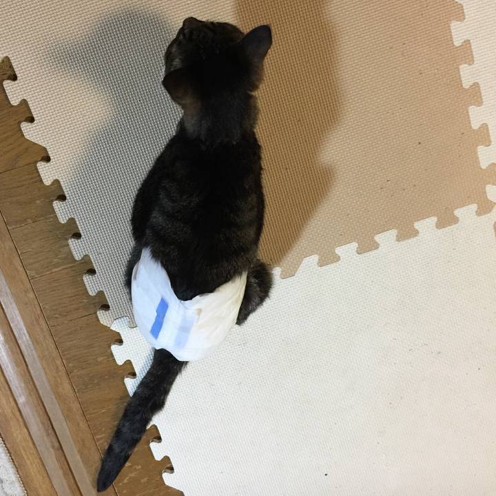 2d9f490b 74f4 4ecf b287 15937c231f65 1534502734508