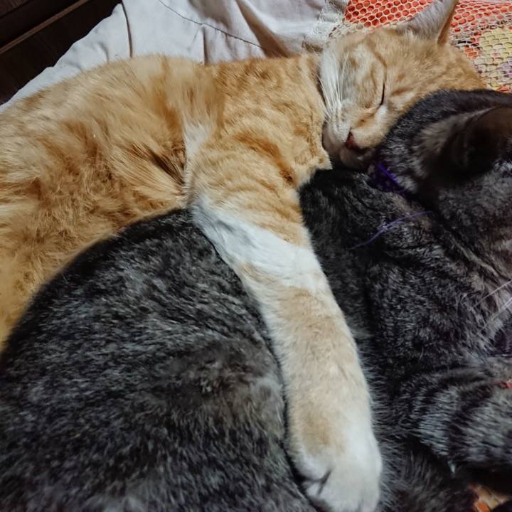 2da421b2 5337 44f1 865f 7406b94138ba 1585398035767