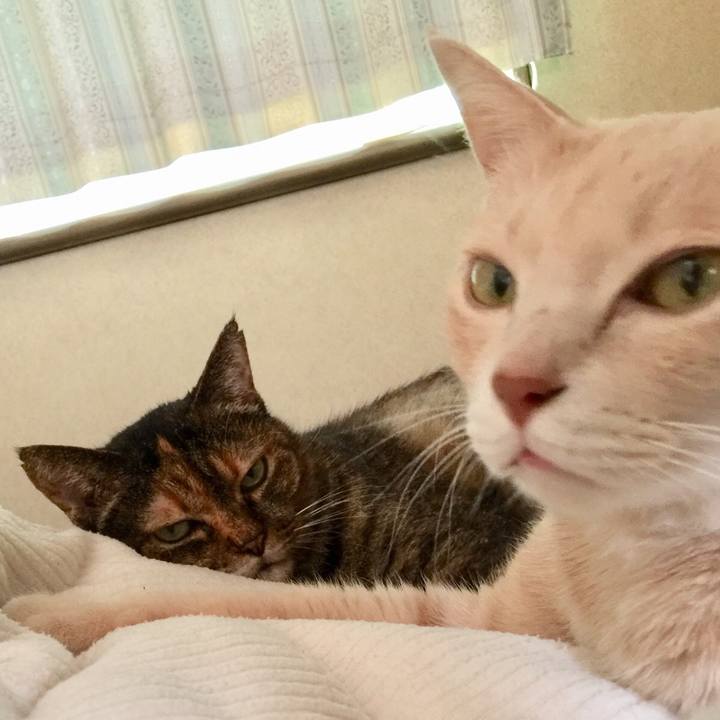 2da4e3eb da93 4432 aee8 ae172ea77224 1548939648710