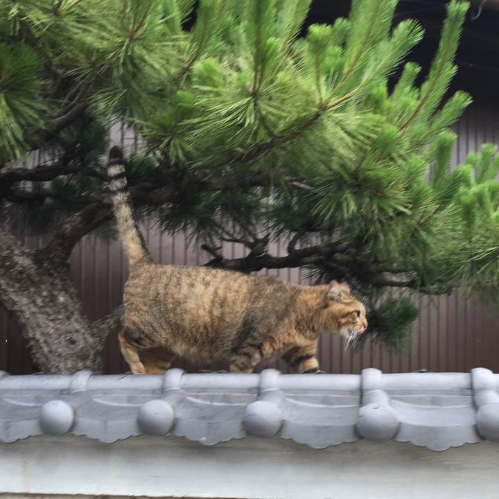 2daa78a1 92fc 4b6d 8c85 18a59069f578 1530146922080