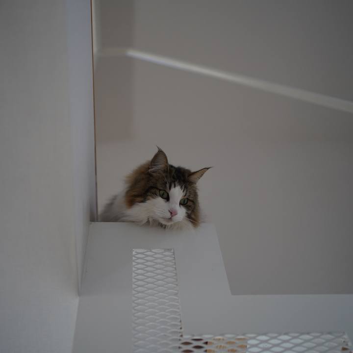 2daa828b ef17 43ff b318 8e90f1c90116 1583137972413