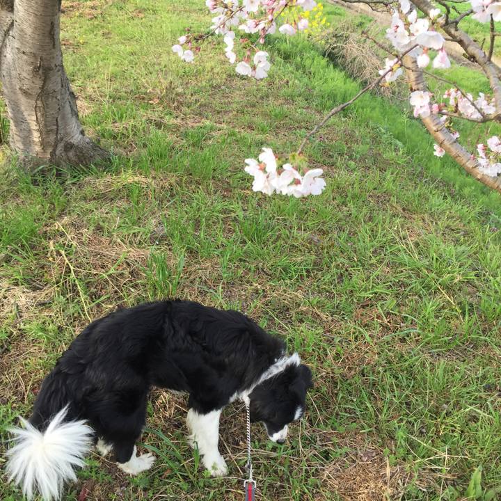 2daab870 f0b7 4a0c 9b87 d3985d8a6430 1553815724544