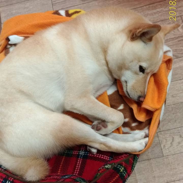 2dab4c1c 670c 4c45 84ea 16a24cb8c54e 1540526350822