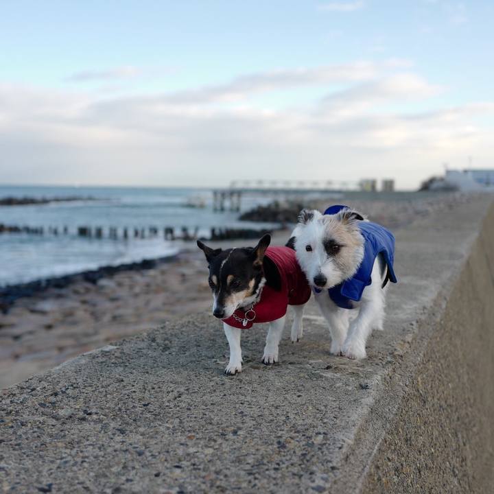 2daff216 8b9b 40b0 ac95 5bfab03ed975 1545710189110