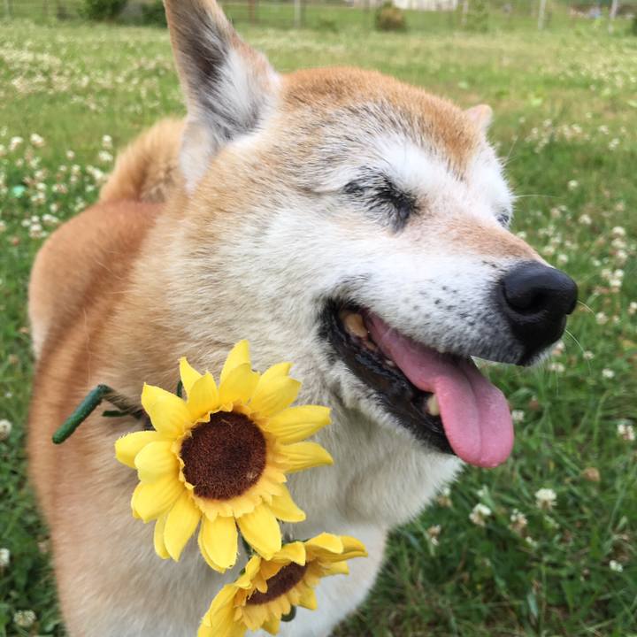 2db09735 40e6 488b bb5d 2310625022e1 1510059719598