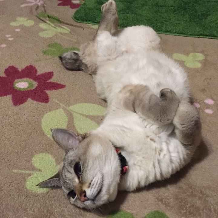 2db0dce1 ce79 469f 8f59 679b72db48af 1545476814911