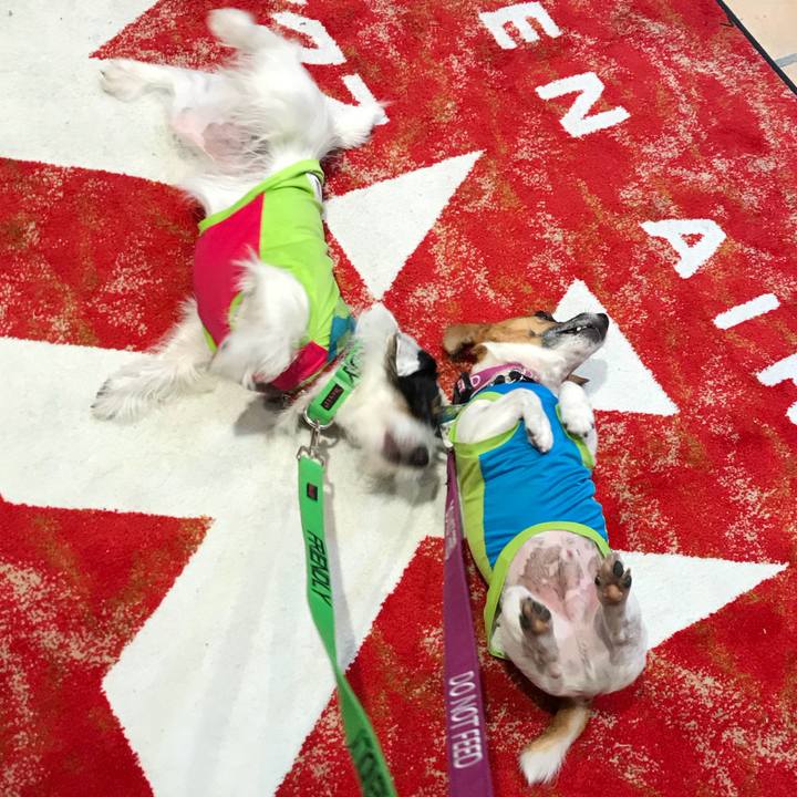 2db13e3c ee40 4293 900b 2d610cf0f800 1508565690362