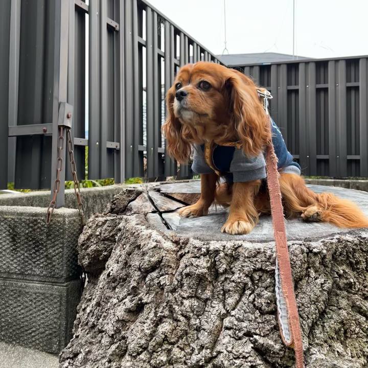 2db7ffd2 9de9 4110 a2ec 177c0d3d6570 1671239075279