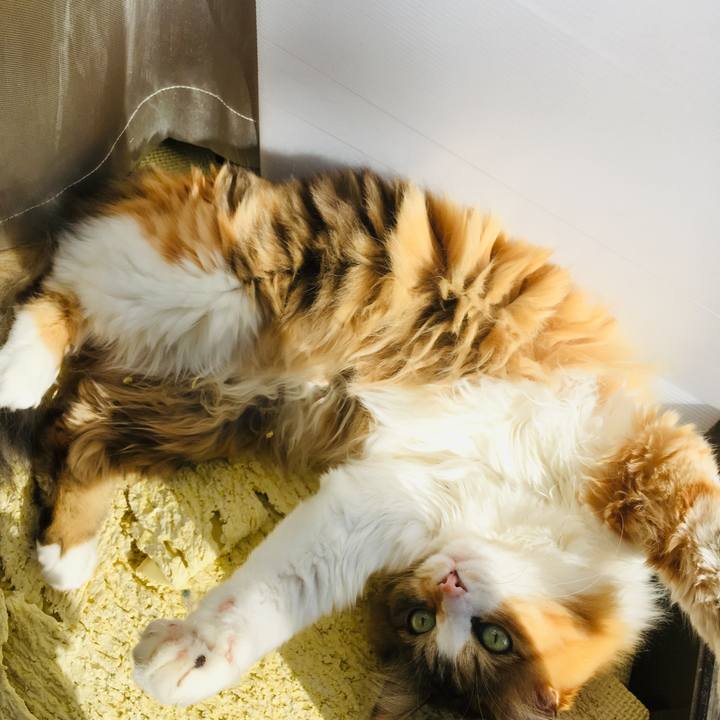 2db87ca2 cded 42d6 9a38 6d966f0054fd 1553754159228