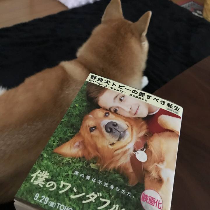 2db958ff af90 4ce7 bc3b 29fd46daf2e2 1508927372089