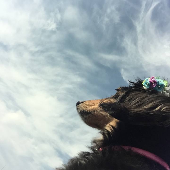 2dba07f9 68f1 4c11 9790 45feccfe53aa 1529624273682