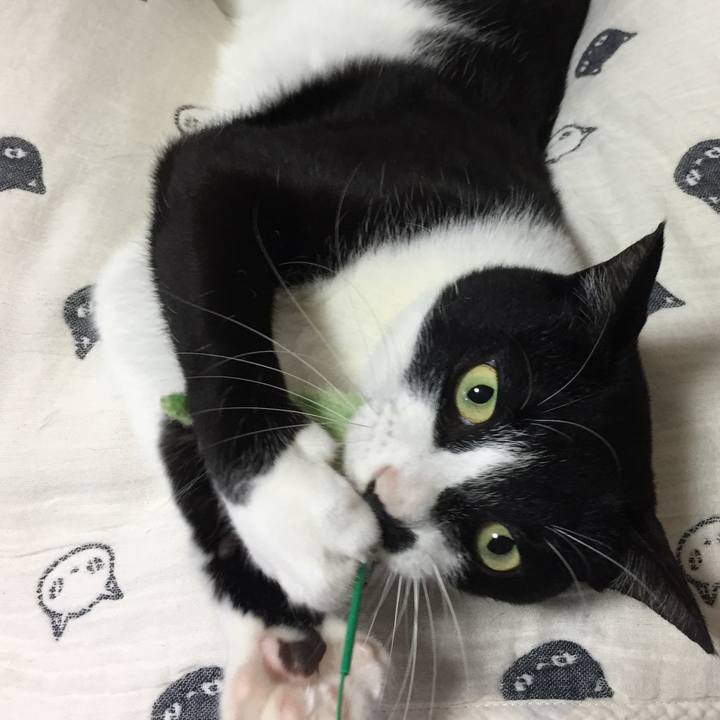 2dbb52c7 4679 43ea 94f5 d3eaa4da64b1 1525521773639