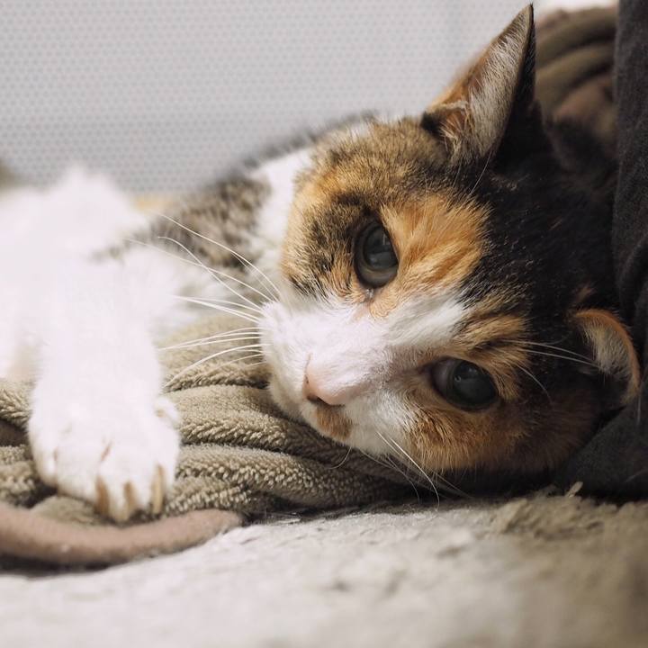 2dbd4b8d 4e76 43b5 a1e6 da4ab9dea345 1578197095664