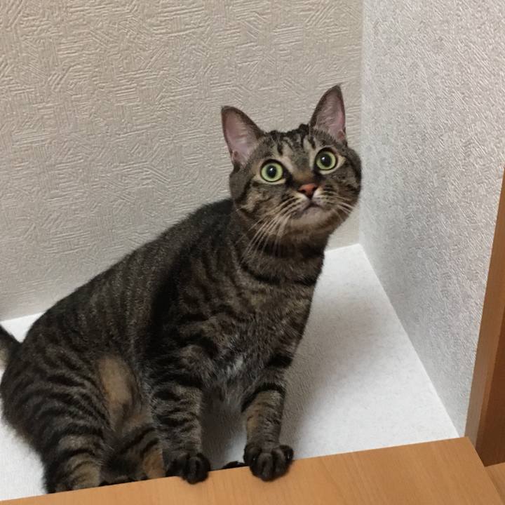 2dbf5127 f6e5 40a6 a473 8e9712524d91 1539566839719