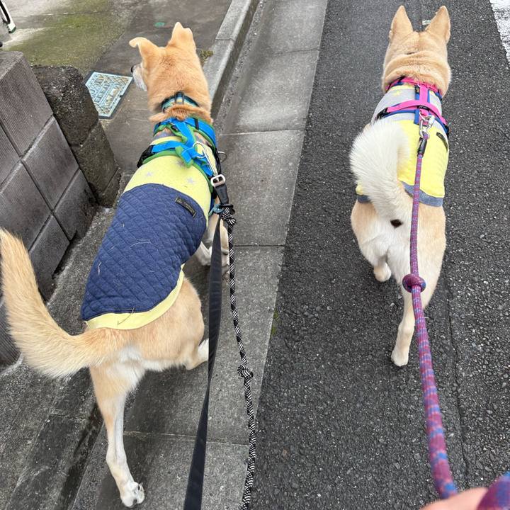 2dc086a1 4d86 4796 beda a041d47e9c75 1762330184461