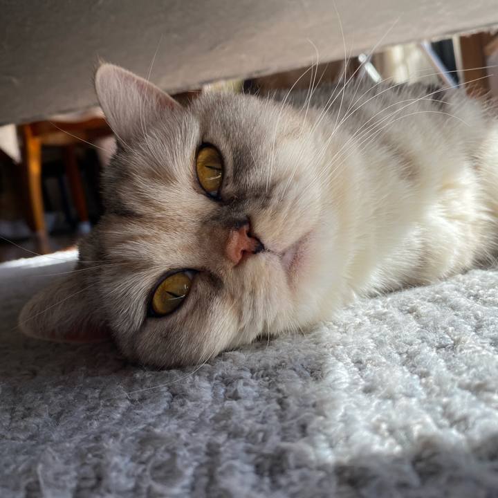 2dc1b52d bb4f 4235 85ca 9657c550c9ec 1739581563650