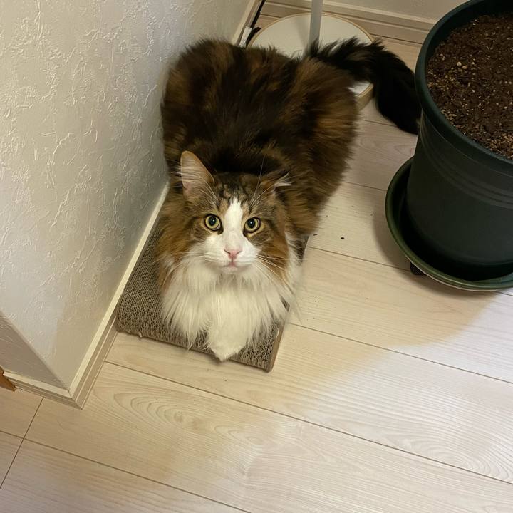 2dc2f53a 64f2 4cf1 bb34 21a241f25ddd 1701717922218