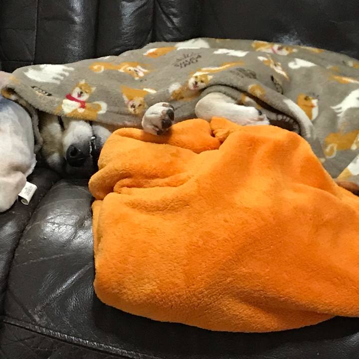 2dc37c7c a80e 4b1c aeb0 fbd7119bacd9 1547092440372