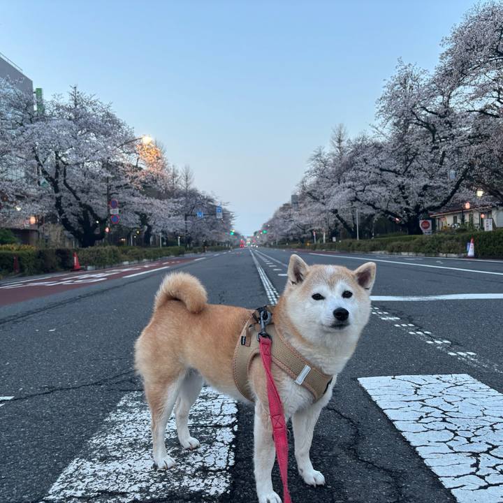 2dc39b7f fbc2 4558 9de0 0570118b317a 1743712024898