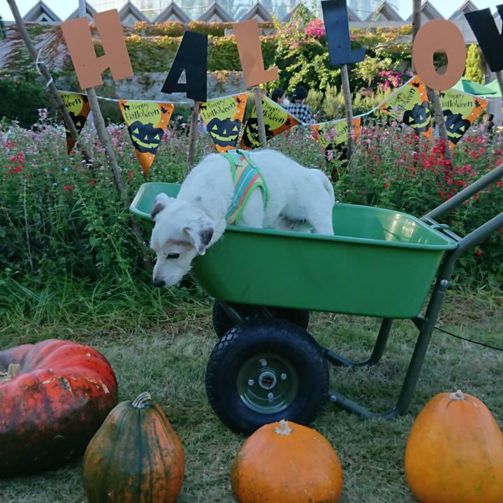 2dc7aa2e 0cdd 42b0 874a 84928b9ddcf9 1603635483383