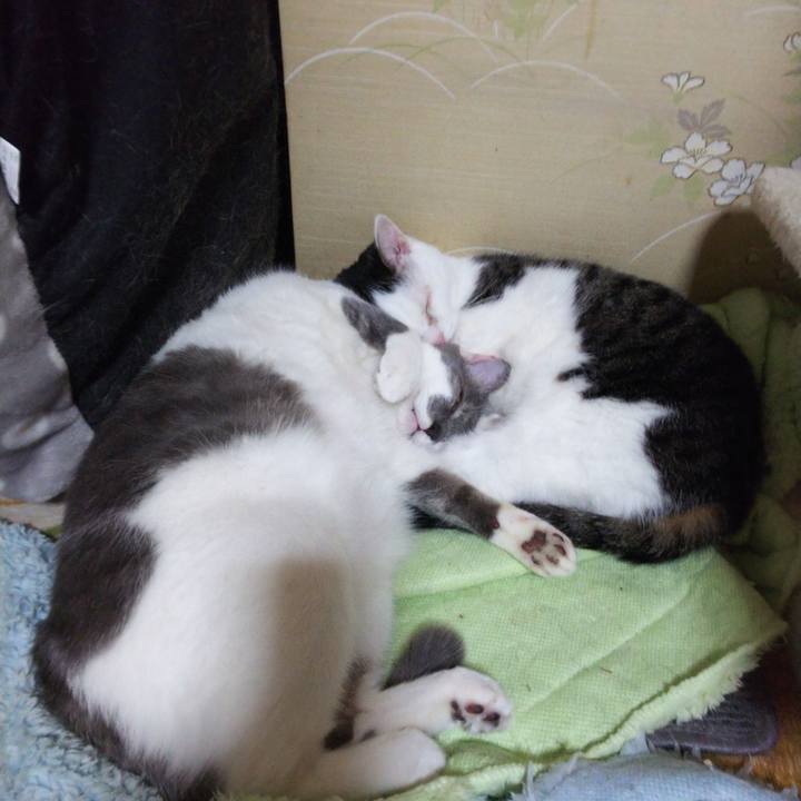 2dca14f4 fd95 488a b7c9 e929f590128b 1544198970940