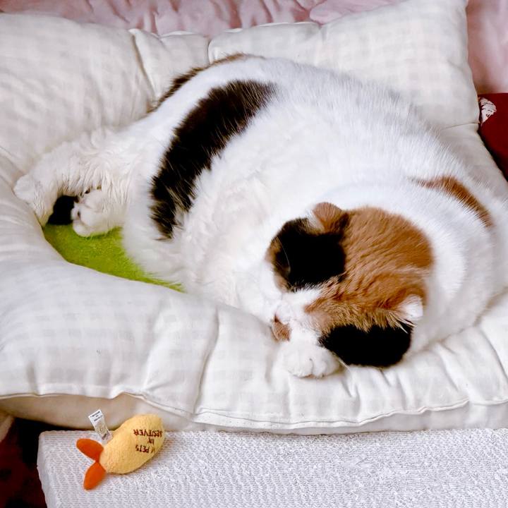 2dd1bc4a fcf0 4434 9ba4 00596a02ad12 1732754984471