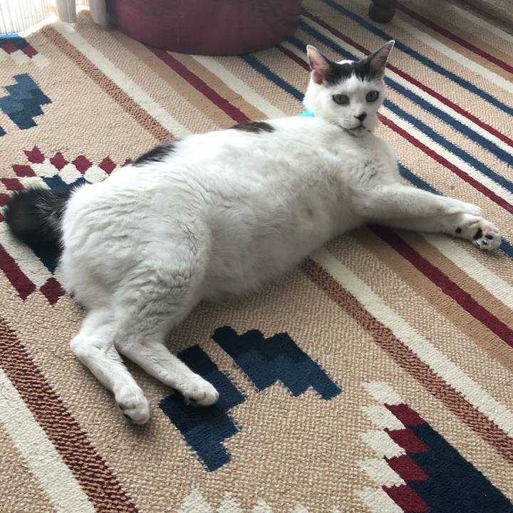 2dd2a087 c297 4956 aee7 916ccb0ce8cb 1532560987198