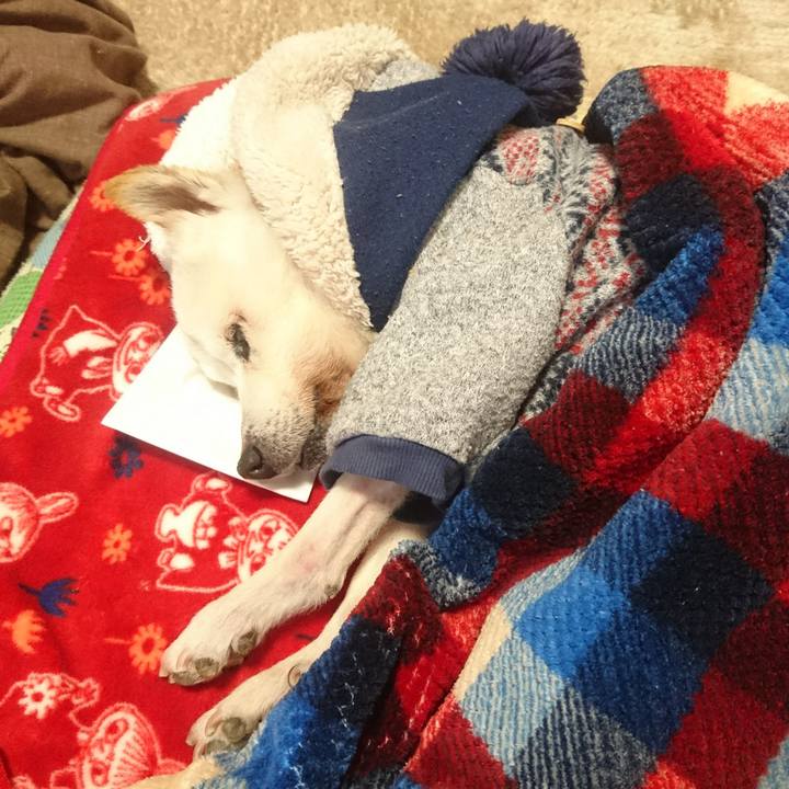 2dd73248 4df5 487c b408 2d697b8227a9 1548376024275