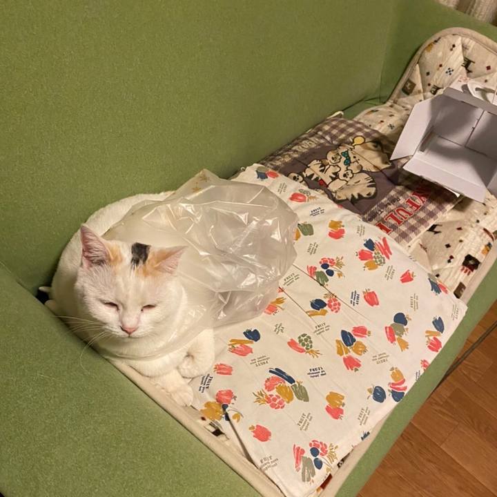 2ddc40fc 3c4f 4acd 9a84 fcd846a8b277 1640354532839