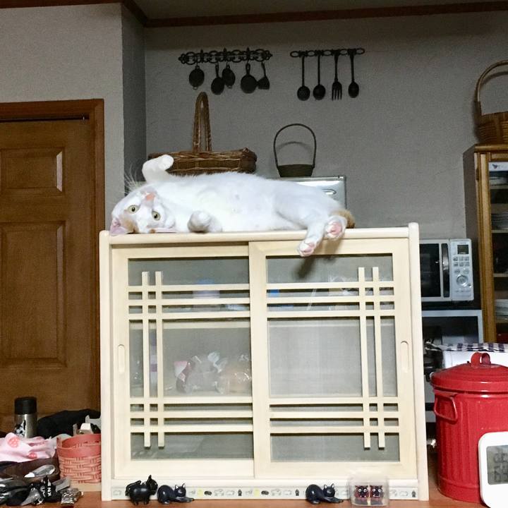 2dde826f a55b 41ee 8321 a1a9ce95ba10 1528947586133