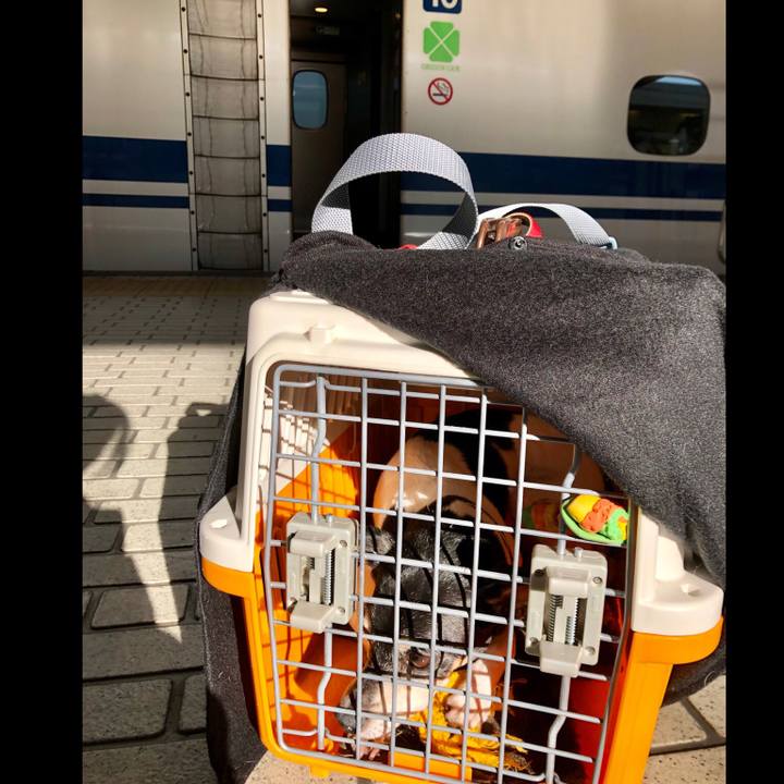 2ddeb91e 839c 447b 95e2 2f43b68dca3b 1546046078302