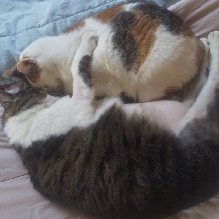 2de09184 e9a0 4c39 9e56 02a22ee71add 1755384184956