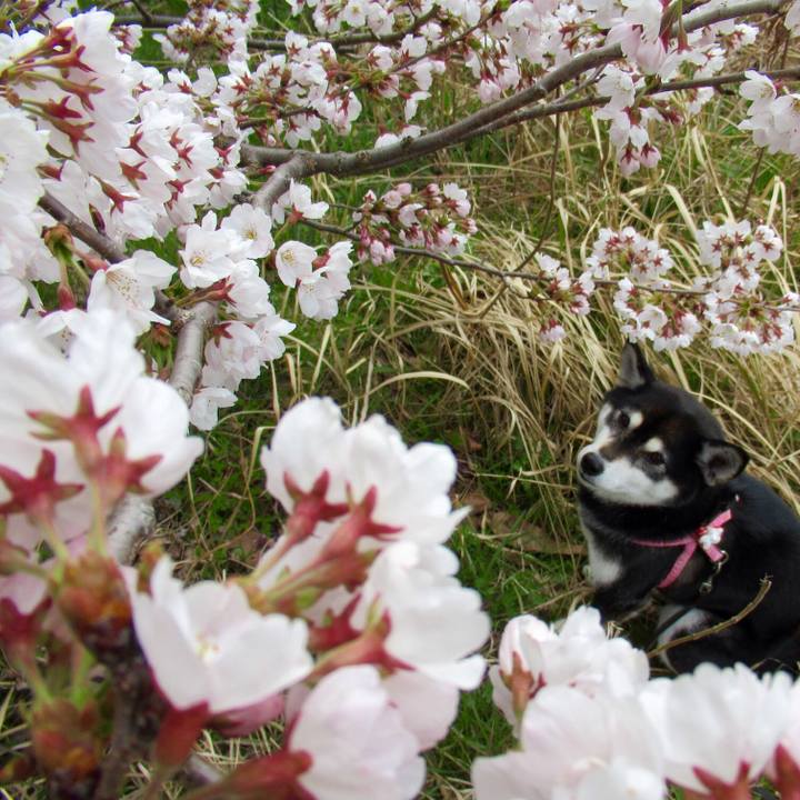 2de1c520 4cb8 4f6d b06a f3258c1b36d0 1554690103364