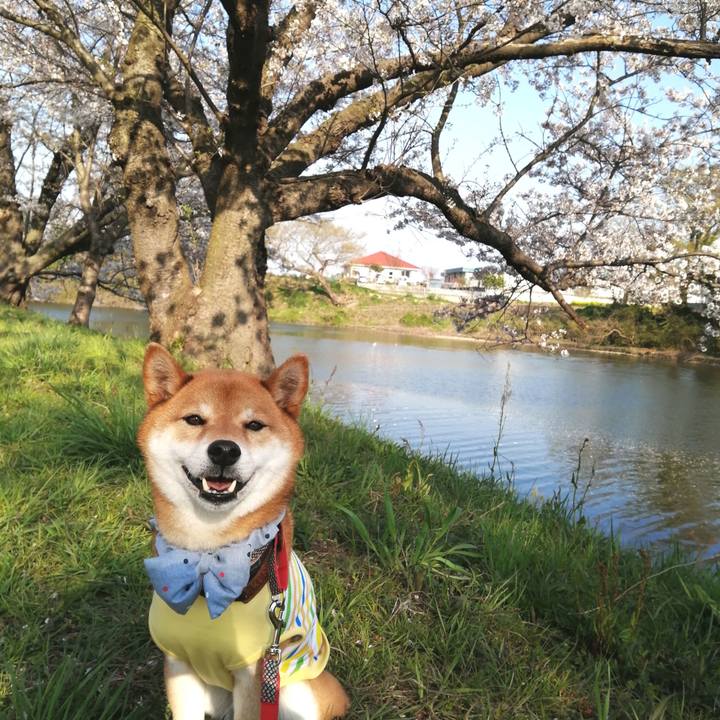 2de44d5e b7dc 4ad3 9f53 bfb4ad6fb610 1585990519628