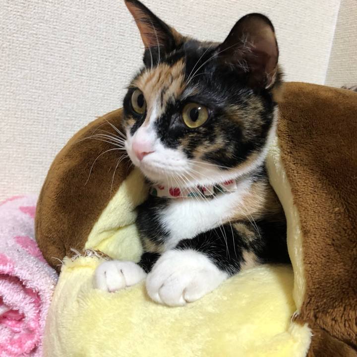 2de4e54a 2155 42ef be83 4e6e4d2b0f89 1582210535801