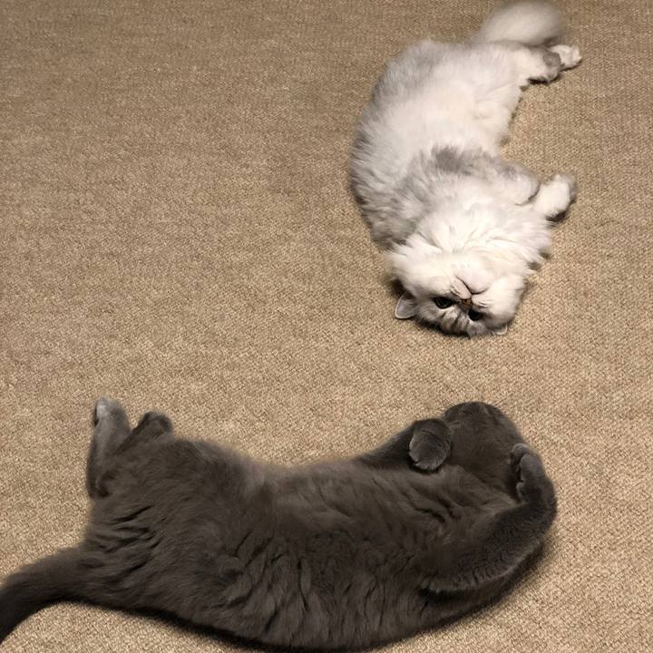 2de850a1 a19b 439c 80cc a93db2b3c959 1564911994482