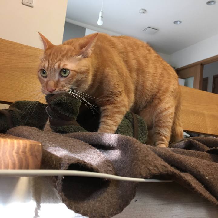 2dea7866 07b4 43a7 b345 02e8b6b778bb 1539736475806