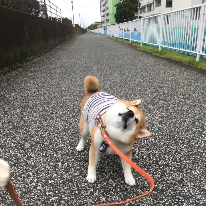 2dec6887 82de 4f6a 89fc 8793d9f0d79f 1541395838653