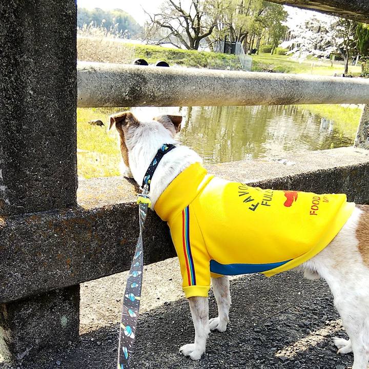 2dee73b0 50fb 44ac b2f2 2ab279fd43e6 1554531062144