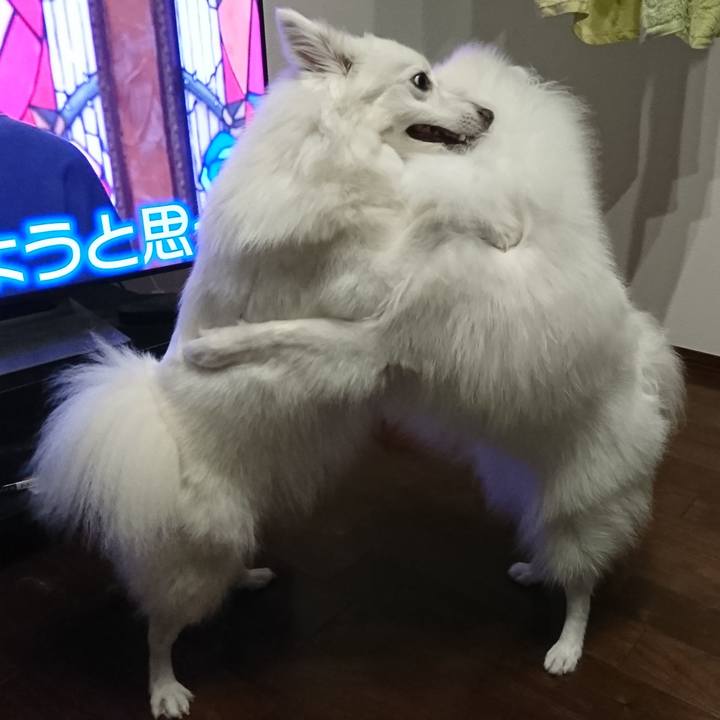 2dee9e86 62da 486a 9c4d a4dc2a13b99f 1561041006596