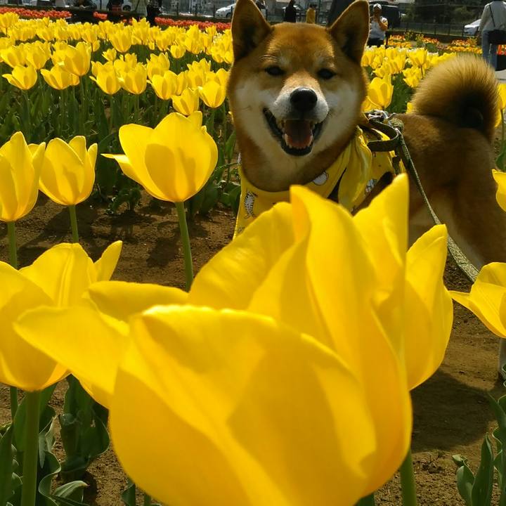 2df4371d e9d9 470d 9bac 98e60f496078 1522550176132