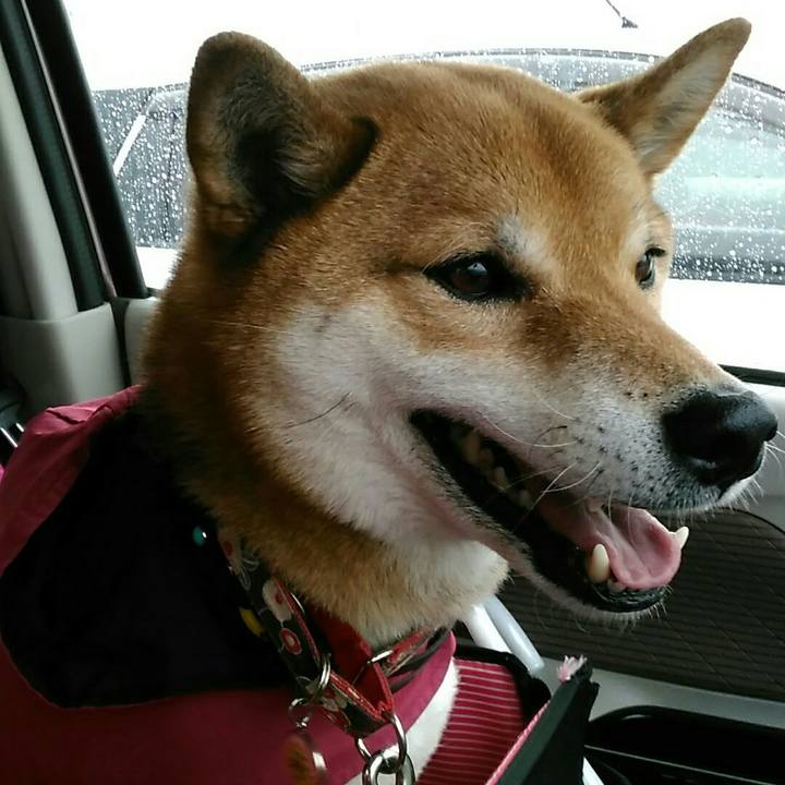 2df48803 dd77 4d3d a26e 989a17c4a2fa 1551341442529