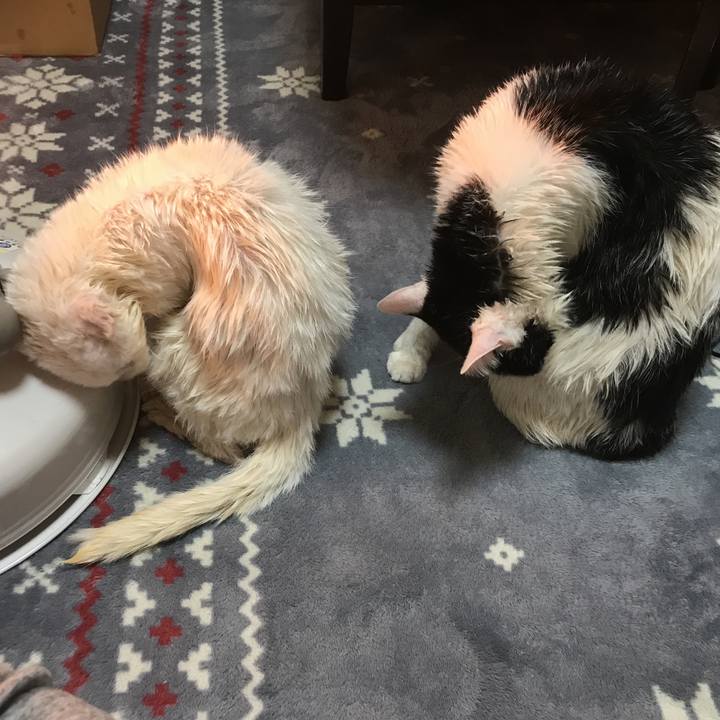 2dfa7480 689d 492c a39e 1d101b6758bc 1547883354724